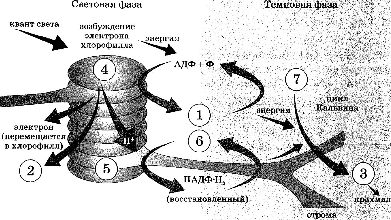 picture